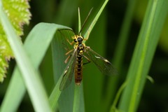 Tenthredopsis litterata