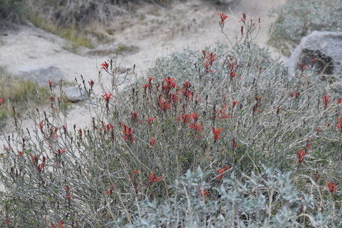 Justicia californica