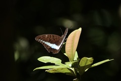 Tanaecia calliphorus