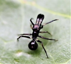 Myrmarachne macaulayi