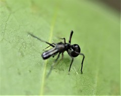 Myrmarachne macaulayi