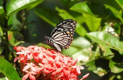 Papilio clytia clytia