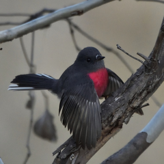Rose Robin photo 5
