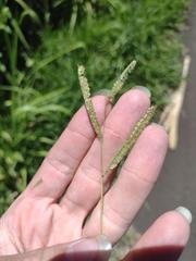 Paspalum fimbriatum