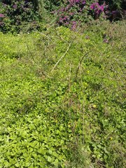 Desmanthus pernambucanus