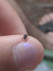 Mononychus punctumalbum