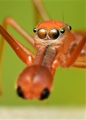 Myrmaplata plataleoides