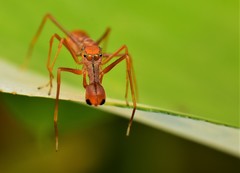 Myrmaplata plataleoides