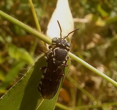Eoanthidium salemense