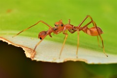 Myrmaplata plataleoides