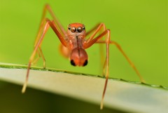 Myrmaplata plataleoides