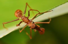 Myrmaplata plataleoides