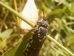 Eoanthidium salemense
