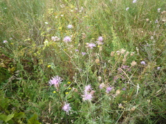 Centaurea stoebe stoebe