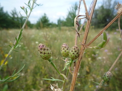 Centaurea stoebe stoebe