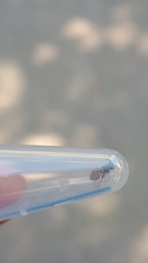 Nomioides minutissimus