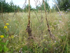 Centaurea stoebe stoebe
