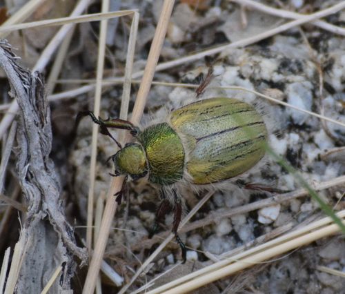 Punctate Little Bear Scarab Beetle photo 5