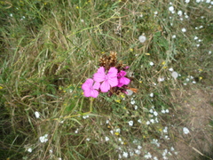 Dianthus membranaceus