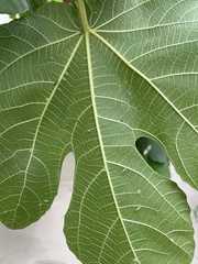 Homotoma ficus