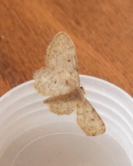 Idaea cervantaria