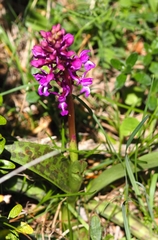 Orchis mascula laxifloriformis