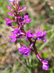 Orchis mascula laxifloriformis