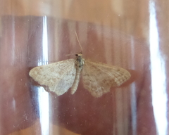Idaea fractilineata