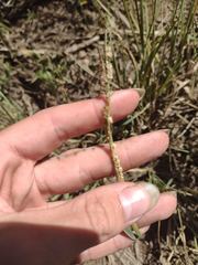 Paspalum fimbriatum