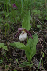 Cypripedium