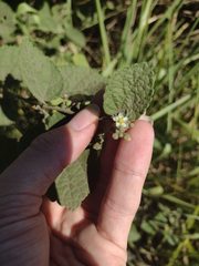 Sidastrum micranthum