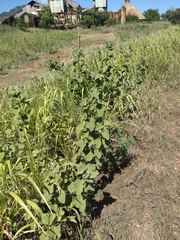 Sidastrum micranthum