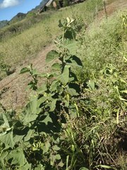 Sidastrum micranthum