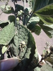 Sidastrum micranthum