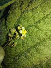 Sidastrum micranthum