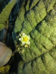 Sidastrum micranthum