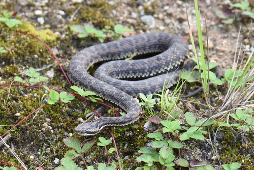 Gloydius qinlingensis