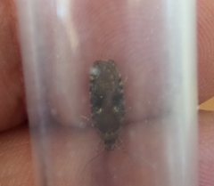 Agonopterix purpurea
