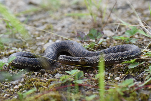 Photo of a Gloydius qinlingensis (Gloydius qinlingensis)