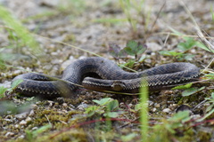 Gloydius qinlingensis