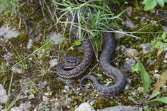 Gloydius qinlingensis