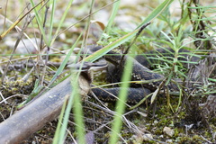 Gloydius qinlingensis