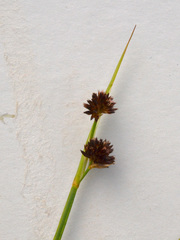 Juncus bolanderi