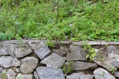 Gloydius qinlingensis