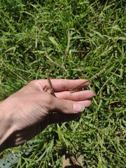 Paspalum fimbriatum