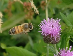 Apis mellifera