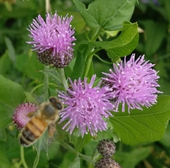 Apis mellifera