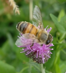 Apis mellifera