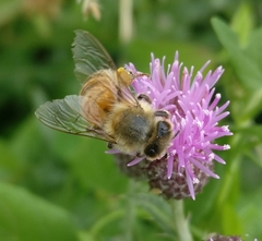 Apis mellifera