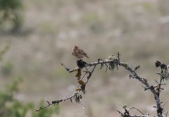 Lullula arborea